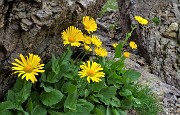 77  Estese fioriture di Doronico dei macereti (Doronicum grandiflorum)